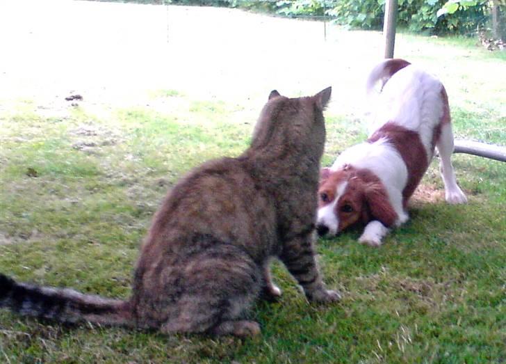 Kooikerhondje Høgedal's Smilla - Smilla leger med sin veninde Kitte billede 3