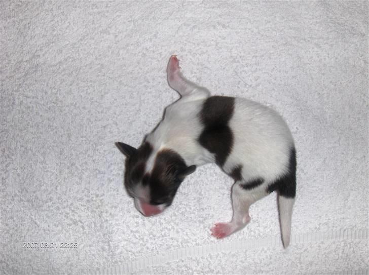 Kooikerhondje Høgedal's Smilla - Smilla er her 2 dage gammel billede 4