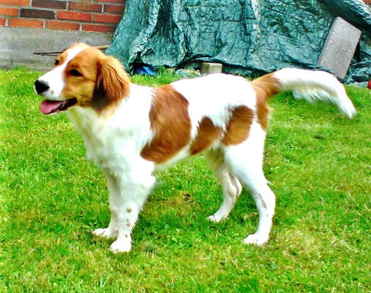 Kooikerhondje Høgedal's Smilla - Smilla  billede 5