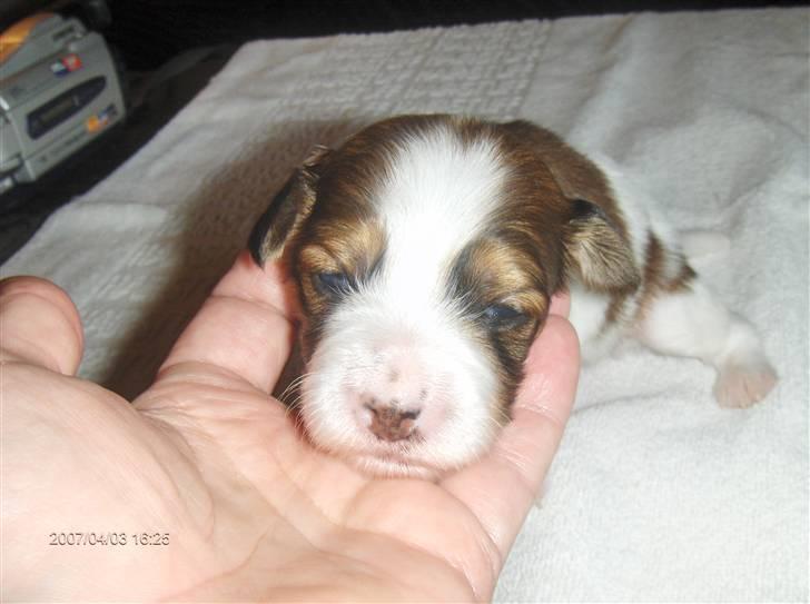 Kooikerhondje Høgedal's Smilla - Smilla har nu fået øjne og kan høre, hun er 17 dage gammel nu billede 6