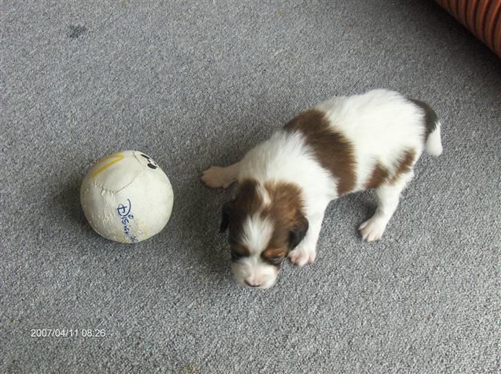 Kooikerhondje Høgedal's Smilla - det går så stærkt smilla er nu 24 dage gammel og kan gå rundt og lege billede 7