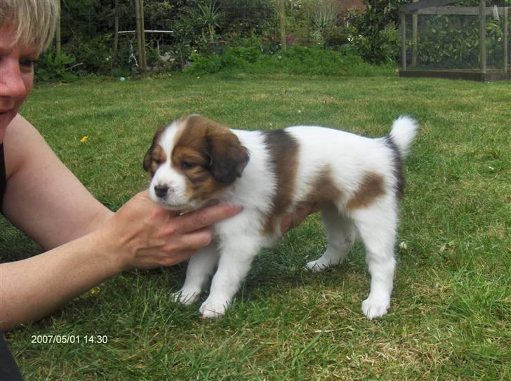 Kooikerhondje Høgedal's Smilla - 6 uger gammel og er vild med at lege i haven, hun må holdes for at vi kan få et billede, ellers kan hun ikke stå stille billede 9