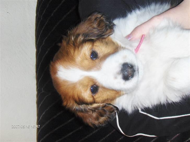 Kooikerhondje Høgedal's Smilla - Så er hun 8 uger og 3 dage, i morgen rejser alle hendes søskende. billede 10