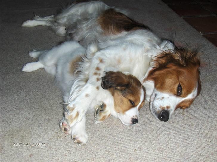 Kooikerhondje Høgedal's Smilla - Så er alle Smillas søskende rejst og hun kan have hundemor for sig selv, og hundemor giver ikke sådan slip.  billede 11