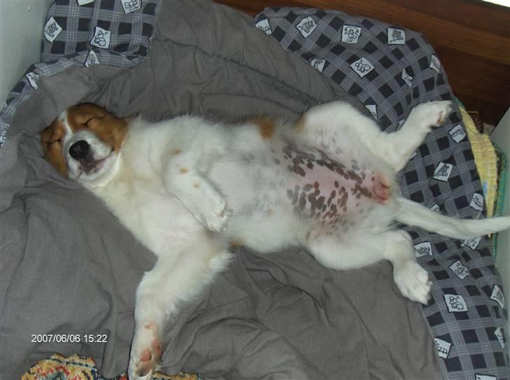 Kooikerhondje Høgedal's Smilla - Når man er en hvalp på 11 uger bliver man hurtig træt. billede 12