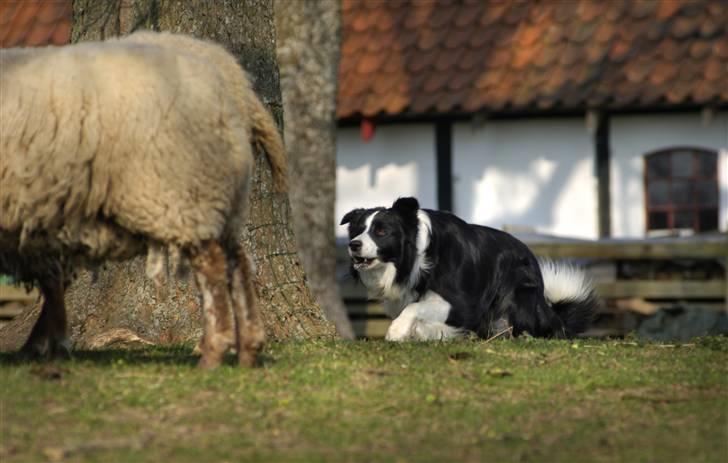 Border collie Smedegården`s Skyline  - Zanto på får billede 6