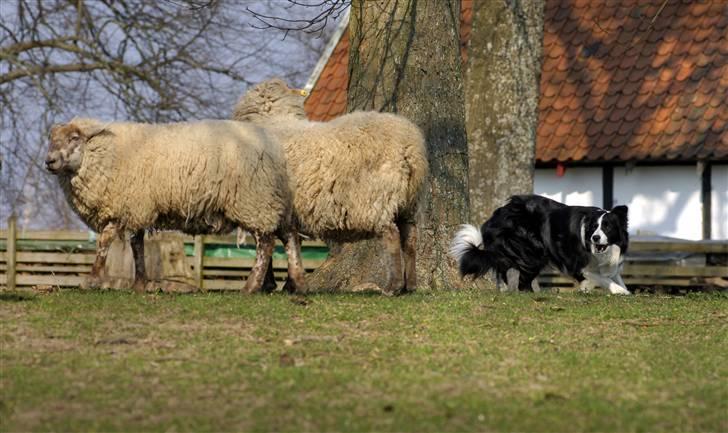 Border collie Smedegården`s Skyline  - Zanto på får billede 7