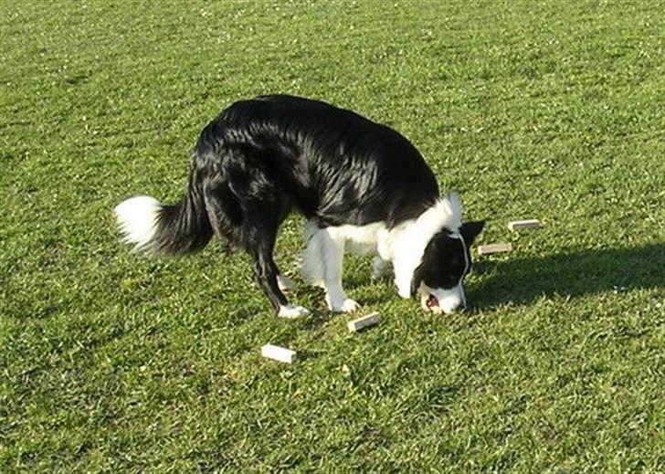 Border collie Smedegården`s Skyline  - Zanto i gang med næseprøven i en DKK prøve billede 8