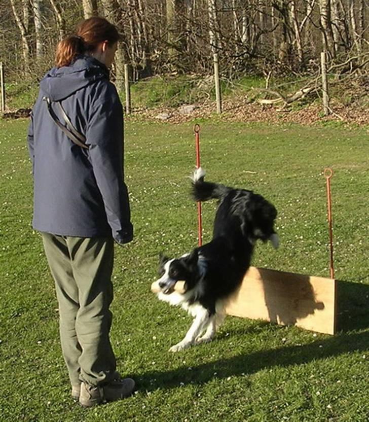 Border collie Smedegården`s Skyline  - Zanto i spring billede 9