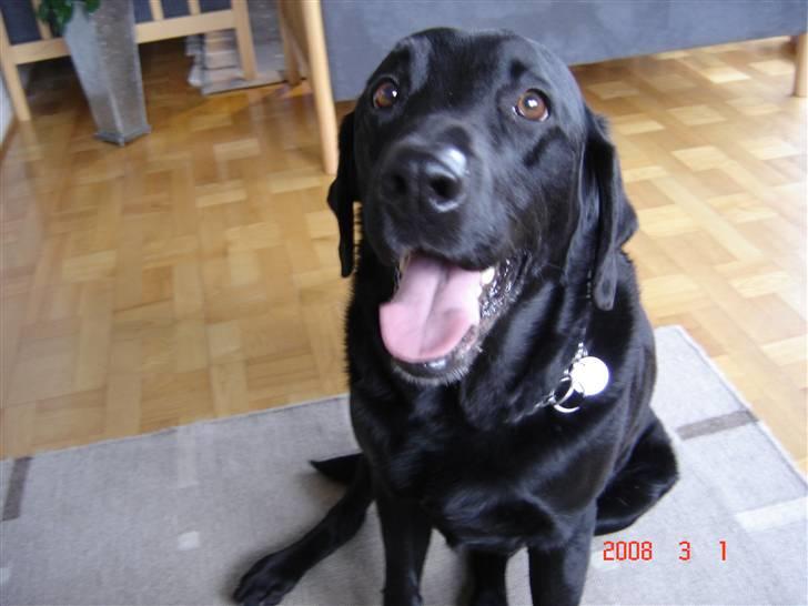 Labrador retriever Henneberg´s Elvis <3 - nyt ! inde i stuen :) billede 12