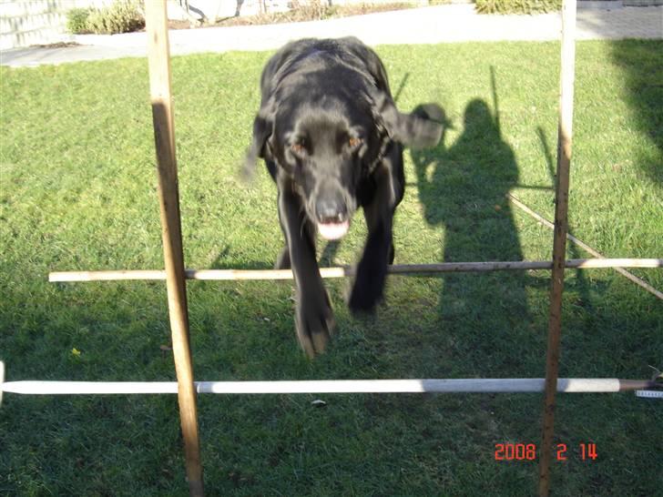 Labrador retriever Henneberg´s Elvis <3 - nyt ! min lille elvis springer :) ca. 65 cm. billede 14