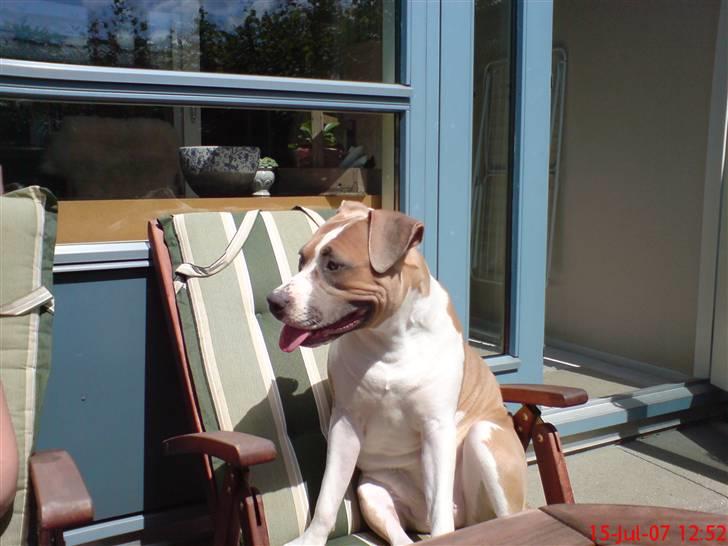 Amerikansk staffordshire terrier Freja - Soler lidt billede 17