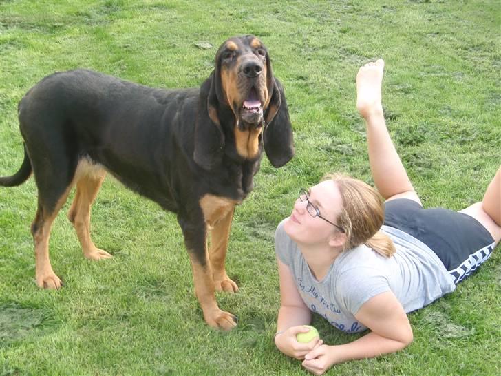 Blodhund Thobachs Alma Wilma/Wilma - Nuurh ! putte sammen med Maia  billede 3