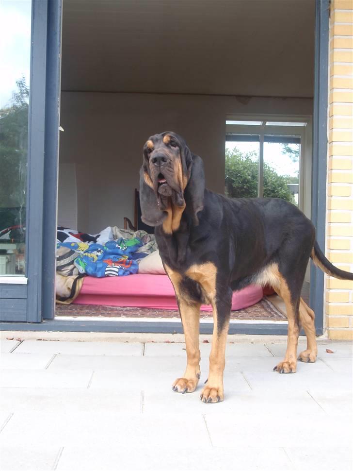 Blodhund Thobachs Alma Wilma/Wilma - Willen foran stuen med dynebjerg.  billede 4