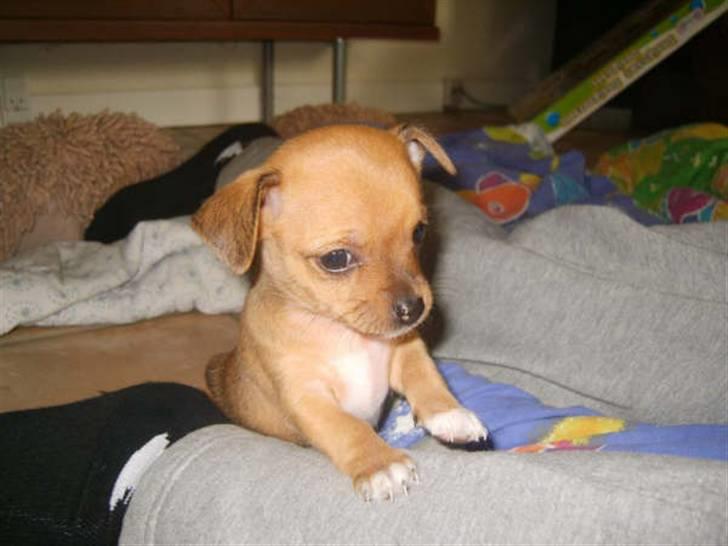 Chihuahua Lucky Luka billede 7