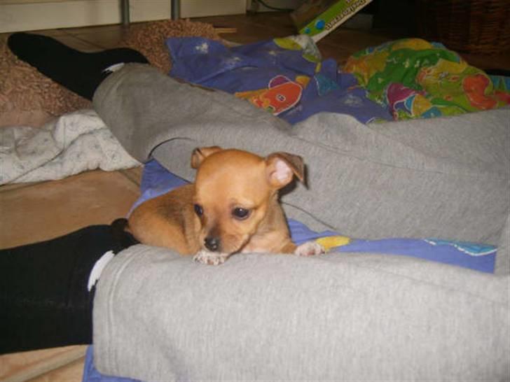 Chihuahua Lucky Luka billede 8