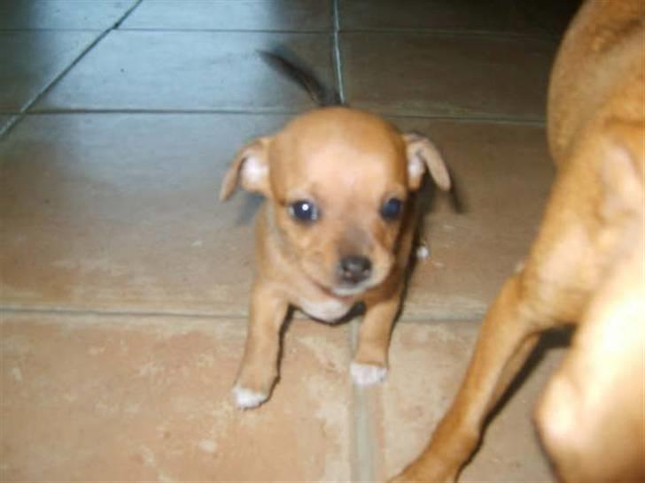 Chihuahua Lucky Luka billede 9