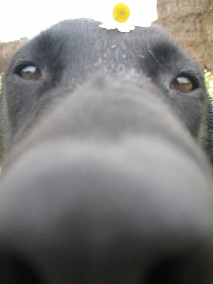 Labrador retriever Fido (formel 1) - snus snus snus ? er det chokolade hmm smage ! billede 12