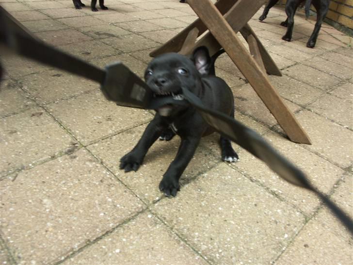 Staffordshire bull terrier Muttley billede 7