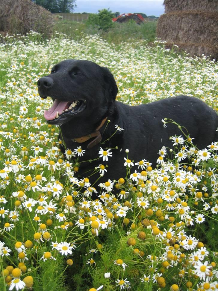 Labrador retriever Fido (formel 1) - uhh det ser godt ud når jeg står her og falder i med blomsterne ;) billede 13