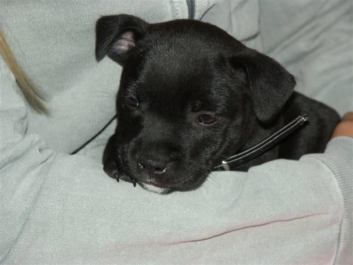 Staffordshire bull terrier Muttley billede 8