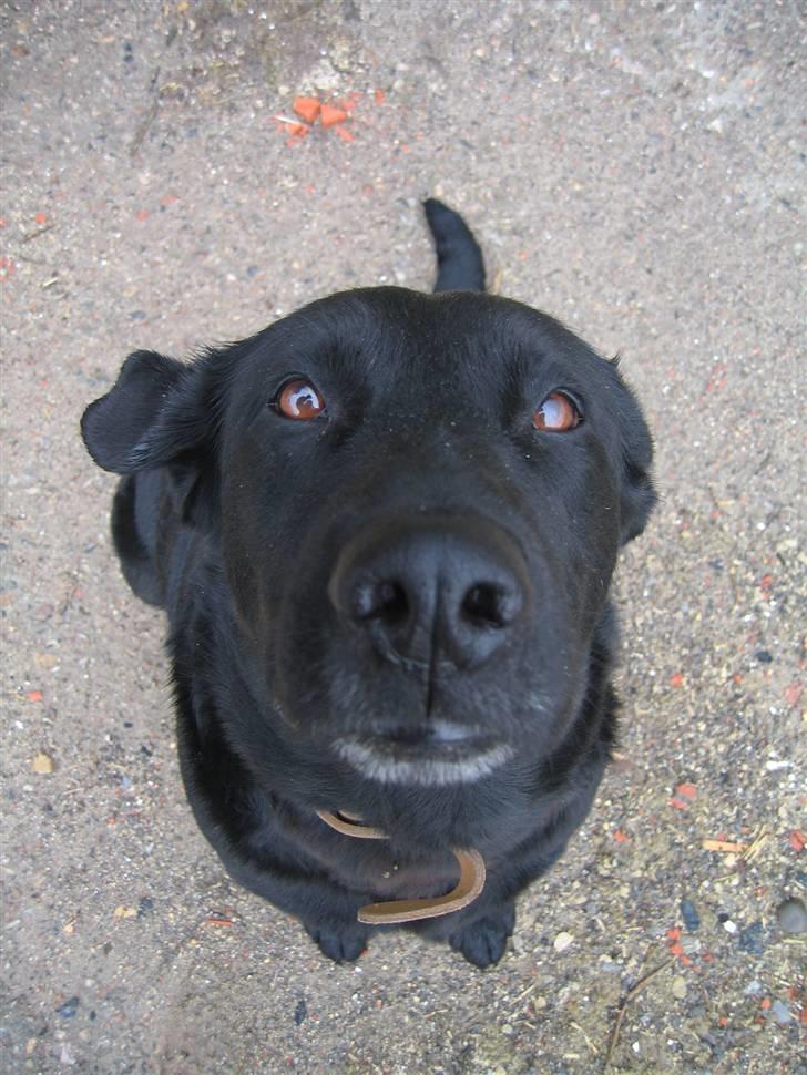 Labrador retriever Fido (formel 1) - heh denne vinkel ser jeg sikert nuttet ud! :D billede 14