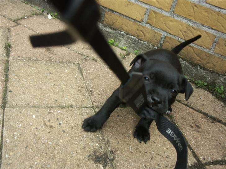 Staffordshire bull terrier Muttley billede 9