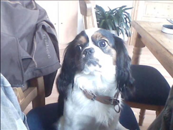 Cavalier king charles spaniel lady<33 - jeg kan godt se dig moar 8-) billede 11