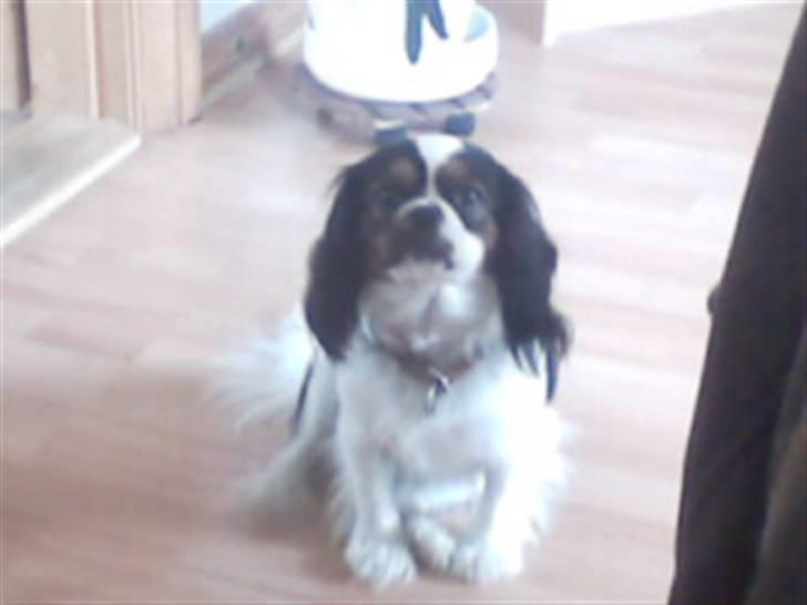 Cavalier king charles spaniel lady<33 - se hvor hjulbenet jeg er på mine ben:-O billede 12