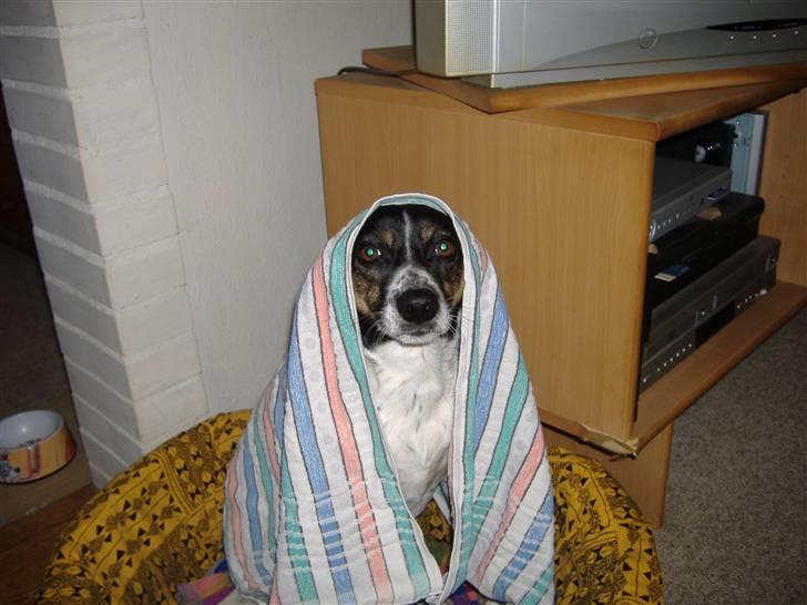 Dansk svensk gaardhund Frida - Leger gemmeleg, der er slet ikke nogen der kan se mig.  billede 11