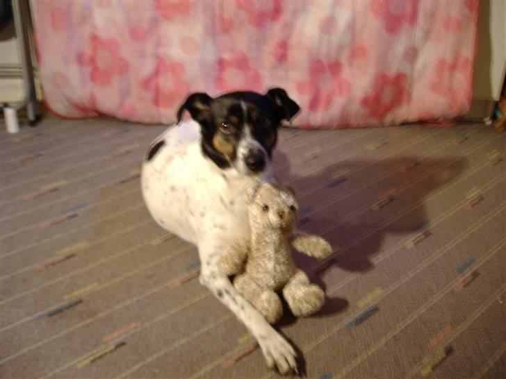 Dansk svensk gaardhund Frida billede 12