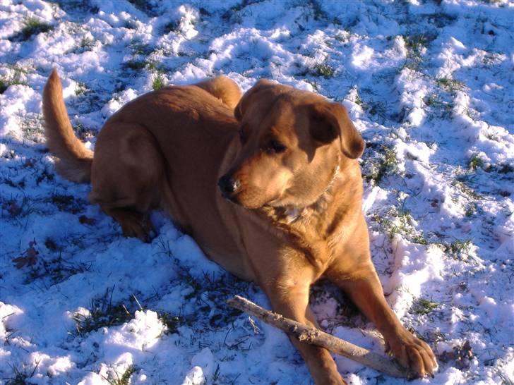 Blanding af racer Schila R.I.P 2010 billede 4