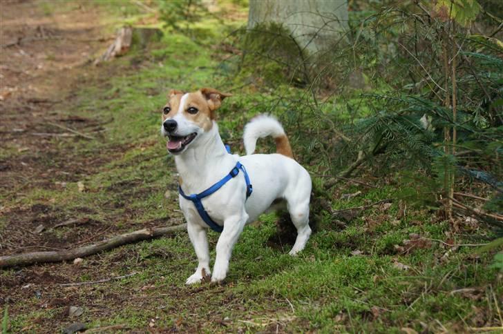 Jack russell terrier Diesel - 2010 billede 11