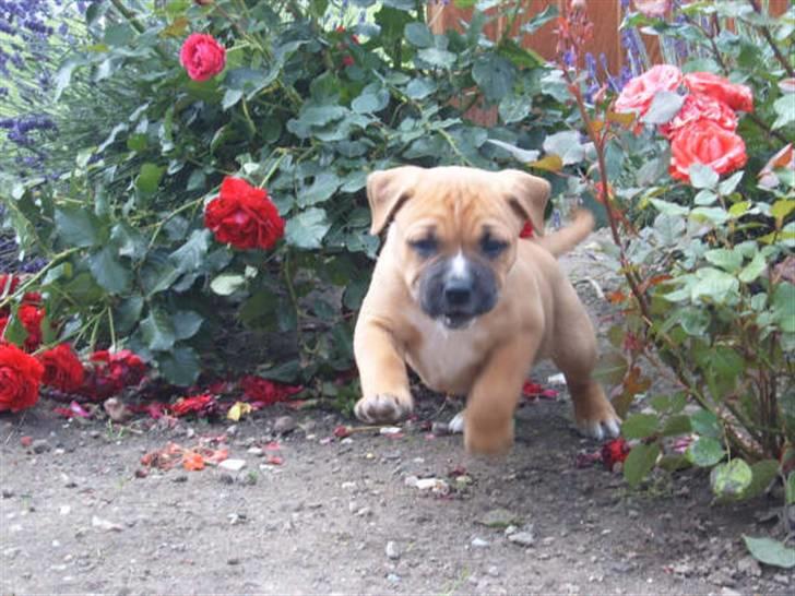 Blanding af racer Diva R.I.P Baby-D billede 1