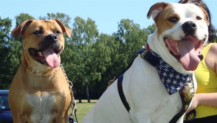 Blanding af racer Diva R.I.P Baby-D billede 2