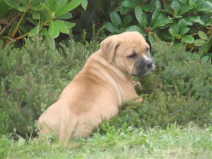 Blanding af racer Diva R.I.P Baby-D billede 3