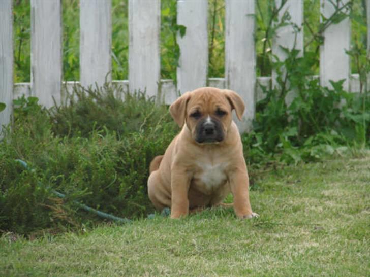 Blanding af racer Diva R.I.P Baby-D billede 4