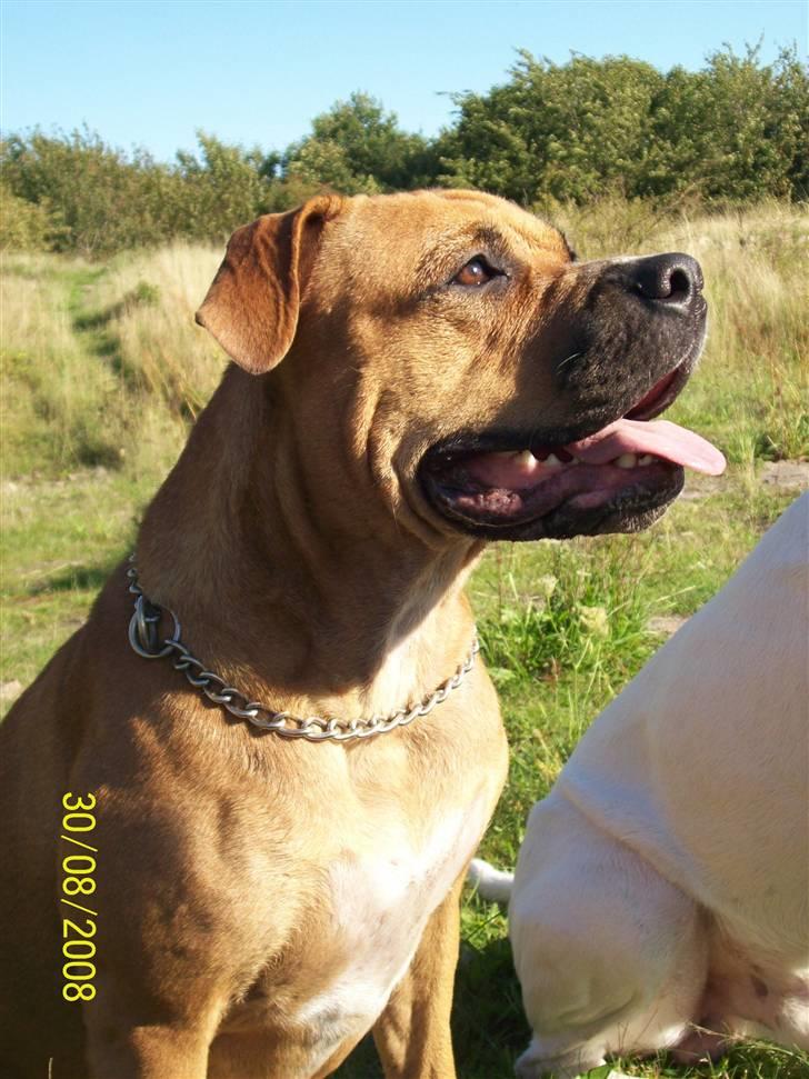 Blanding af racer Diva R.I.P Baby-D billede 5