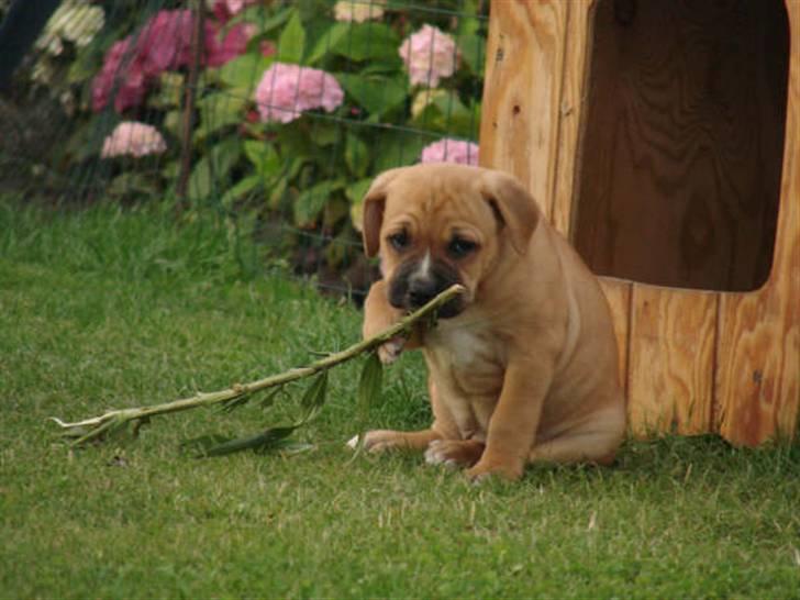 Blanding af racer Diva R.I.P Baby-D billede 6