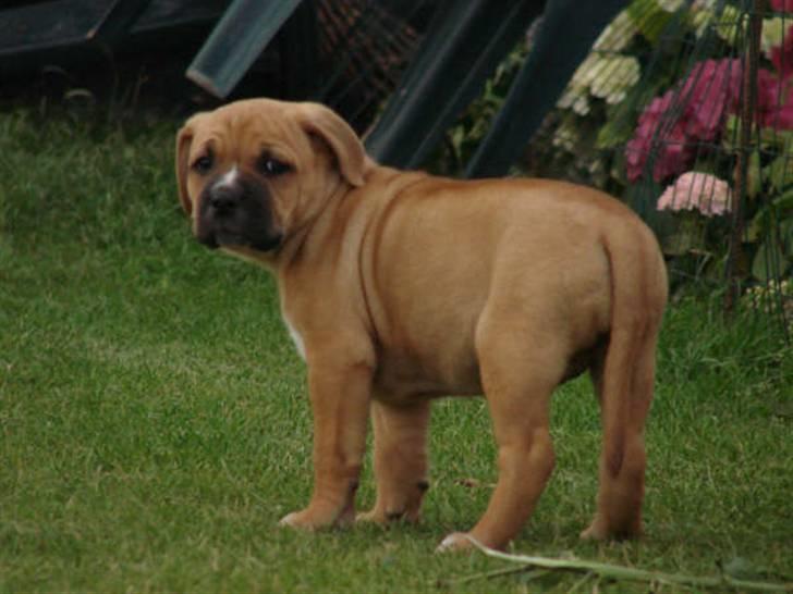 Blanding af racer Diva R.I.P Baby-D billede 8