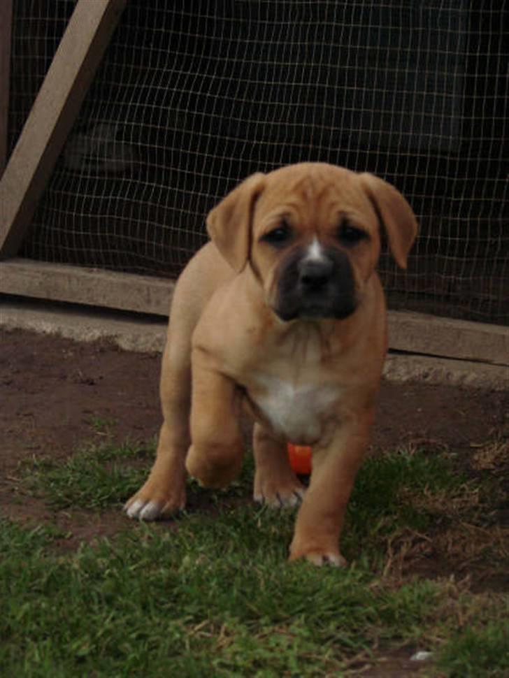 Blanding af racer Diva R.I.P Baby-D billede 9