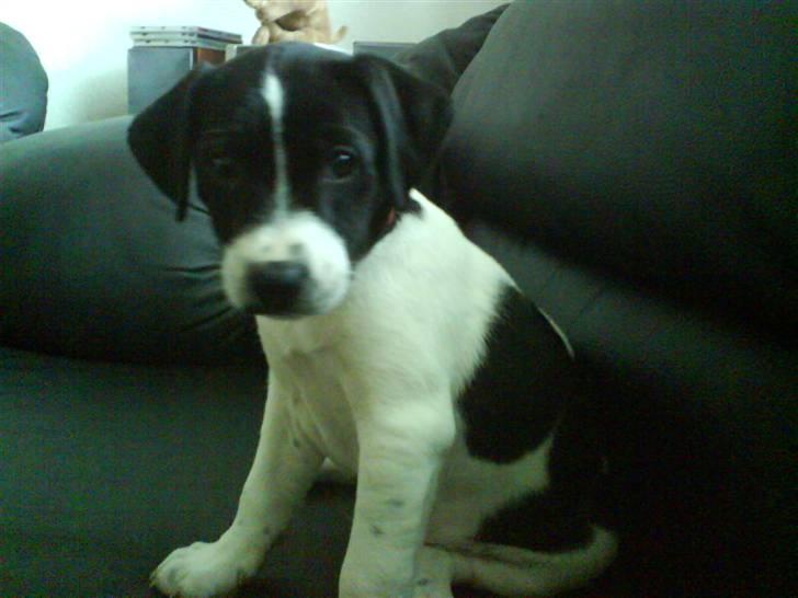 Dansk svensk gaardhund Rocky billede 9