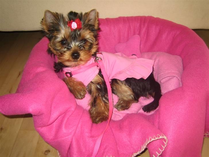 Yorkshire terrier "Jazzmin" - Jazzie i hendes yndige "prinsessekjole"! billede 18