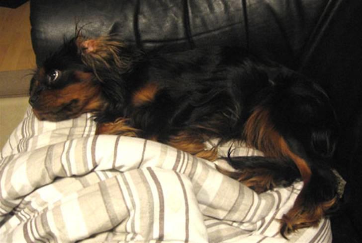 Cavalier king charles spaniel Nando billede 13