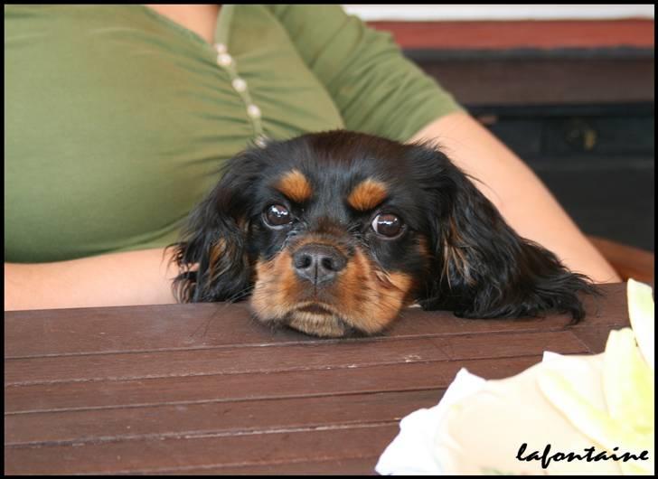 Cavalier king charles spaniel Nando billede 14