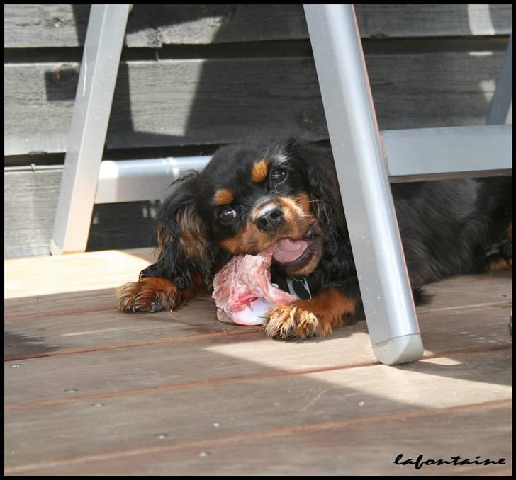 Cavalier king charles spaniel Nando billede 15