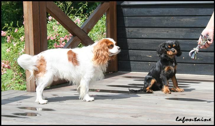 Cavalier king charles spaniel Nando billede 16