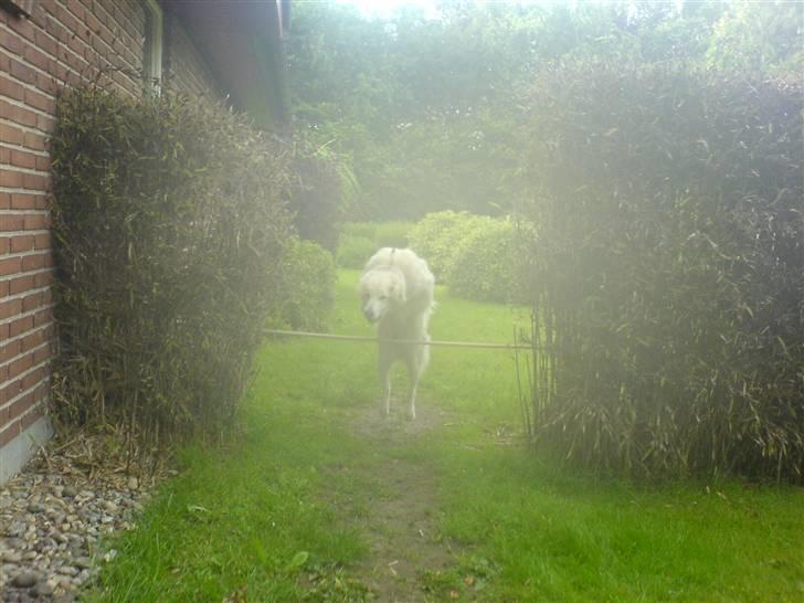 Blanding af racer soffie/ soffe - soffe ka sprinqe<33 wee det er sjovt det her!;b billede 16