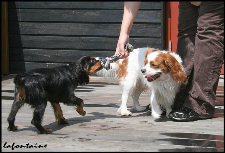 Cavalier king charles spaniel Nando billede 17