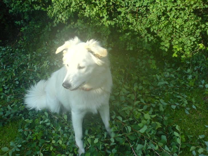 Blanding af racer soffie/ soffe - argh grene er qodt oq sidde i;b billede 17